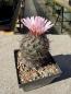Preview: Coryphantha ramillosa